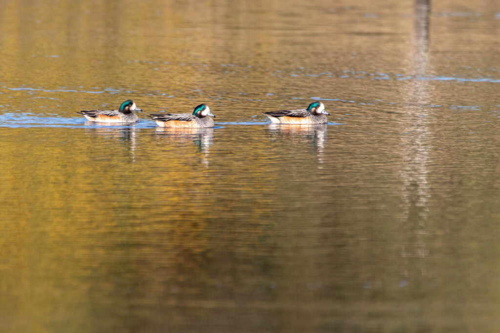 Canards de Chiloé (Mareca sibilatrix - Chiloe Wigeon) 3