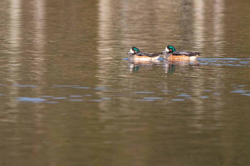 Canards de Chiloé (Mareca sibilatrix - Chiloe Wigeon) 2