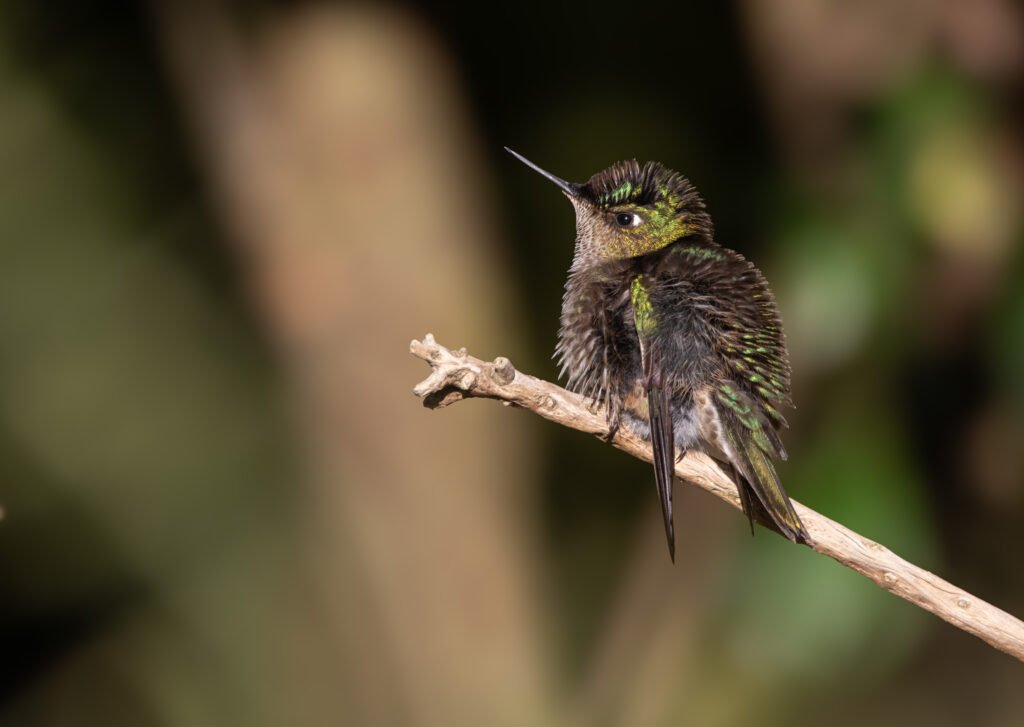 Colibri du Chili (Sephanoides sephaniodes - Green-backed Firecrown)