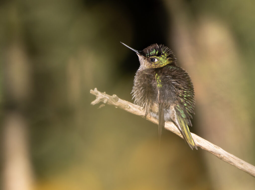Colibri du Chili (Sephanoides sephaniodes - Green-backed Firecrown) 2