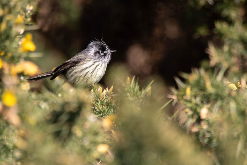 Taurillon mésange (Anairetes parulus - Tufted Tit-Tyrant) 2