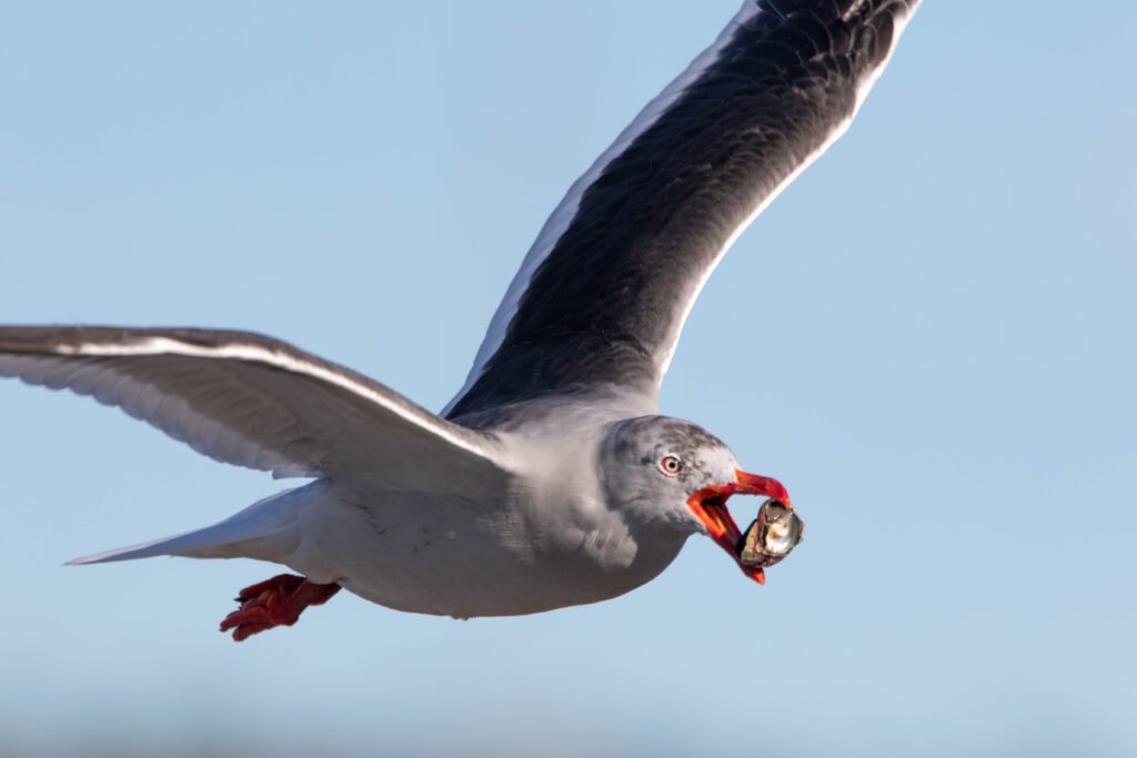 Goéland de Scoresby (Leucophaeus scoresbii - Dolphin Gull) 3
