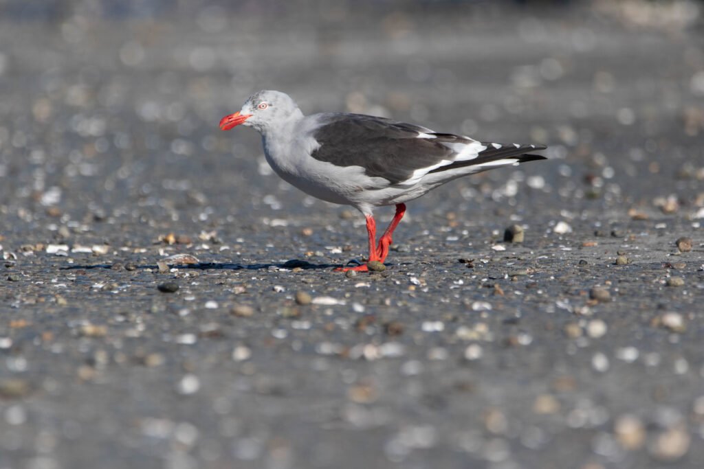 Goéland de Scoresby (Leucophaeus scoresbii - Dolphin Gull) 2