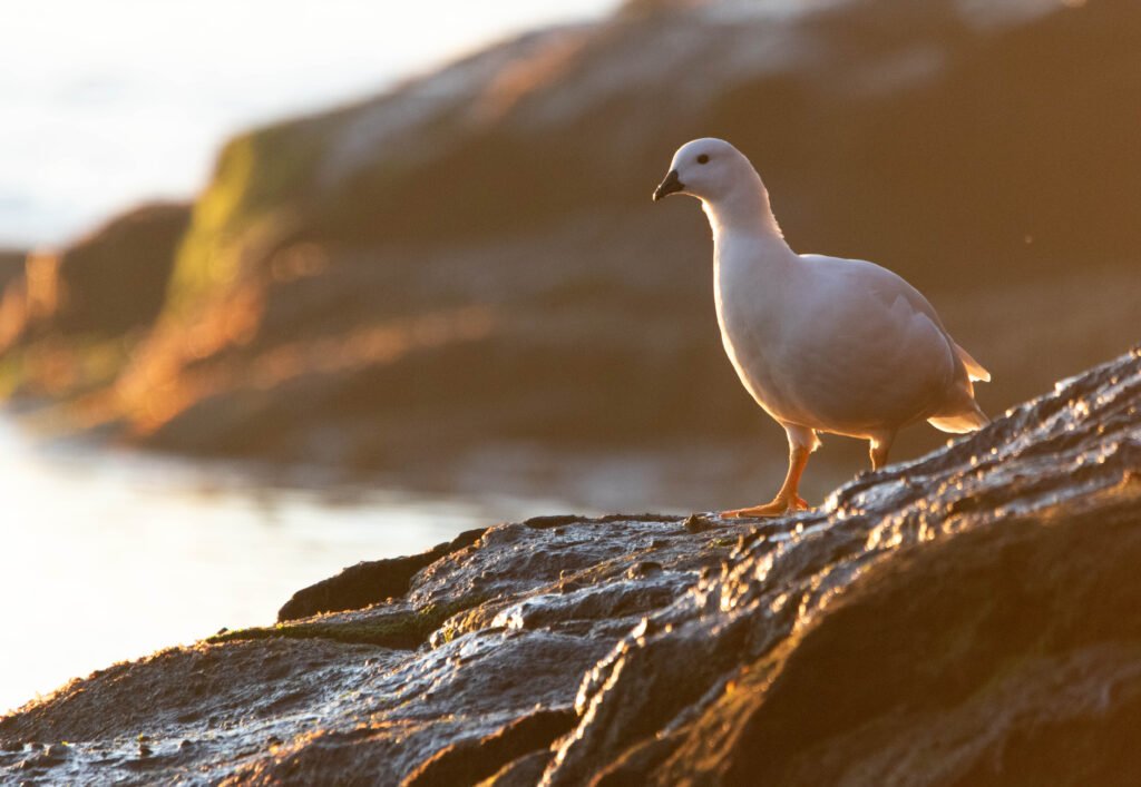 Ouette marine mâle (Chloephaga hybrida - Kelp Goose)