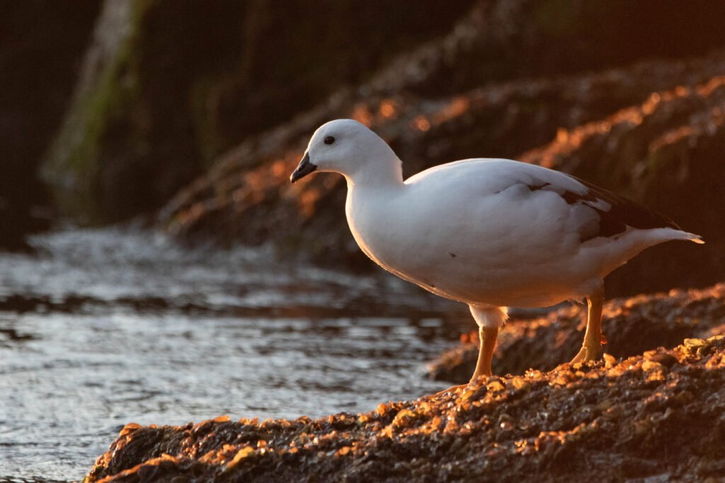 Ouette marine (Chloephaga hybrida - Kelp Goose)