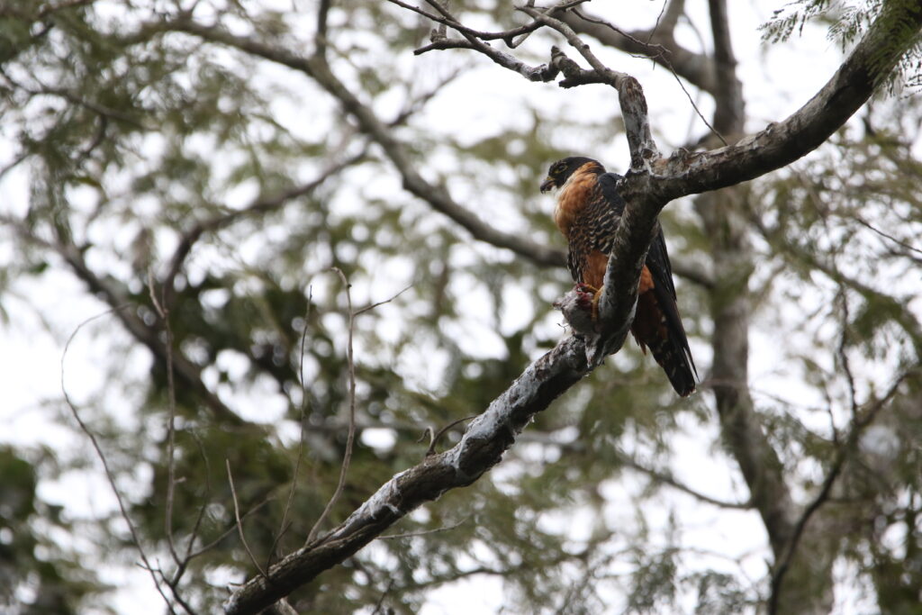 Faucon aplomado (Falco femoralis - Aplomado Falcon)