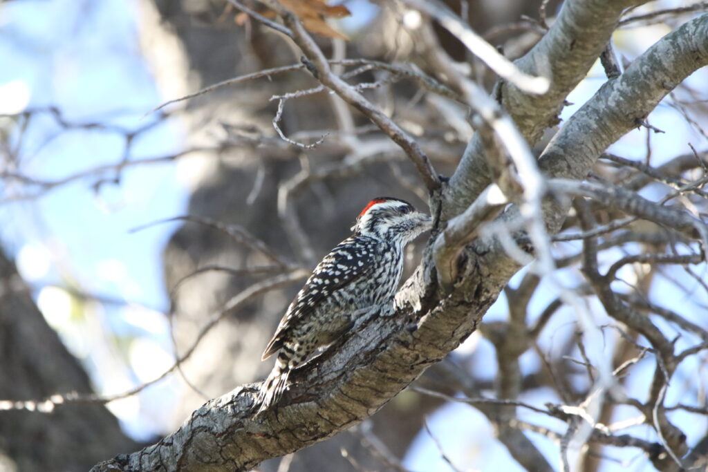 Pic bûcheron (Veniliornis lignarius - Striped Woodpecker)