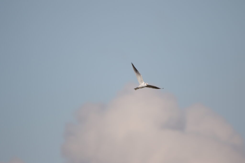 Elanion à queue blanche (Elanus leucurus - White-tailed Kite)