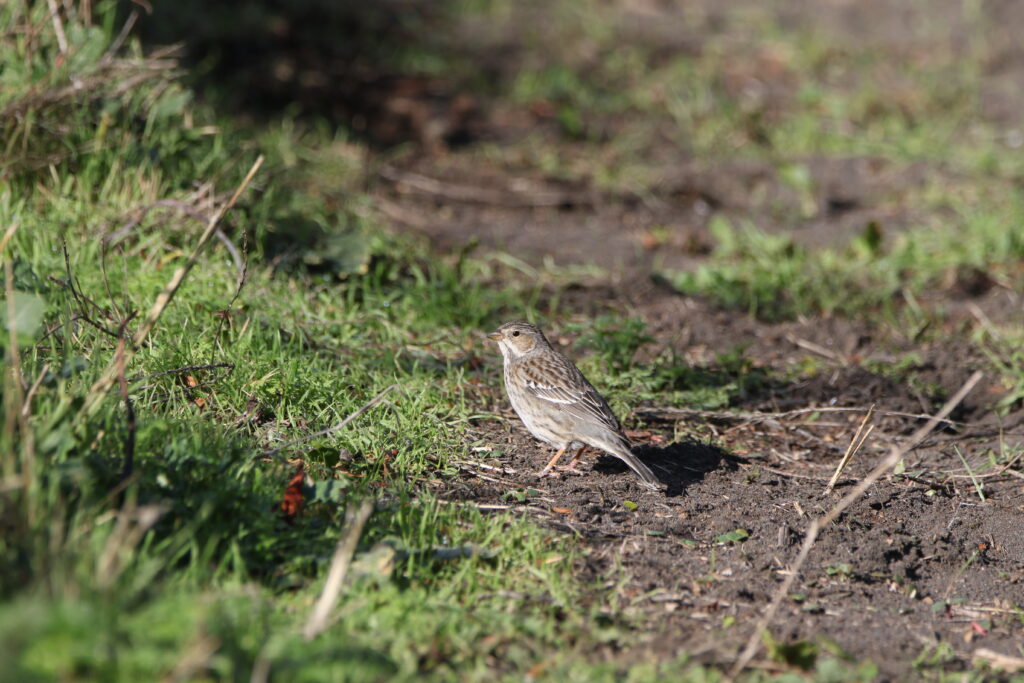 Incaspize petit-deuil (Rhopospina fruticeti - Mourning Sierra Finch)
