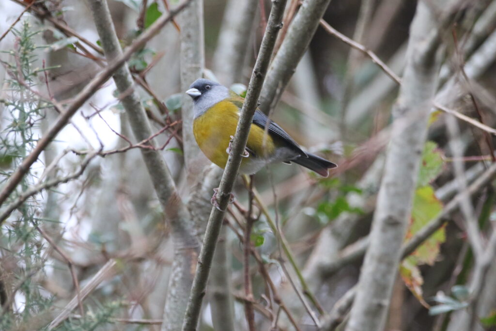 Phrygile de Patagonie (Phrygilus patagonicus - Patagonian Sierra Finch)