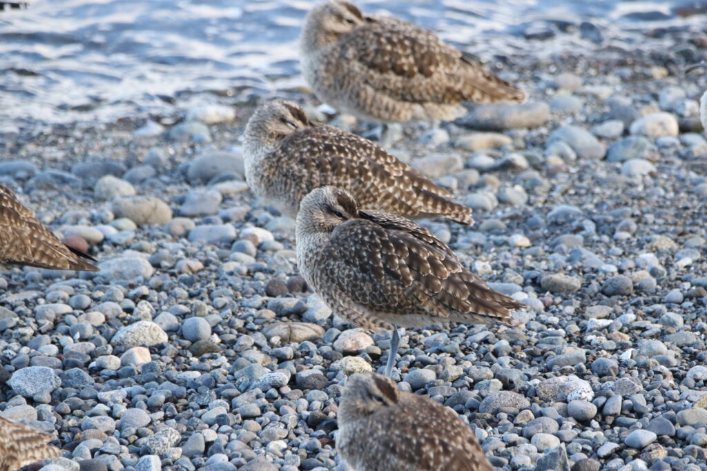 Barges hudsonienne (Limosa haemastica - Hudsonian Godwit)