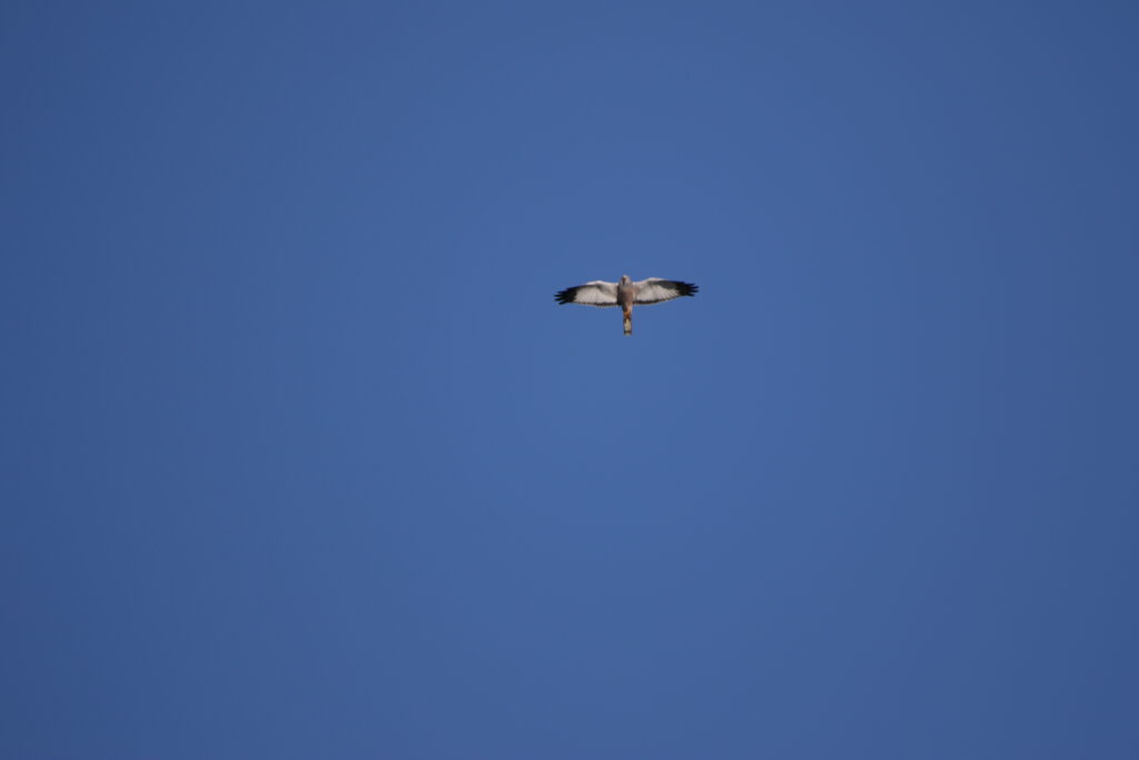 Busard bariolé (Circus cinereus - Cinereous Harrier)