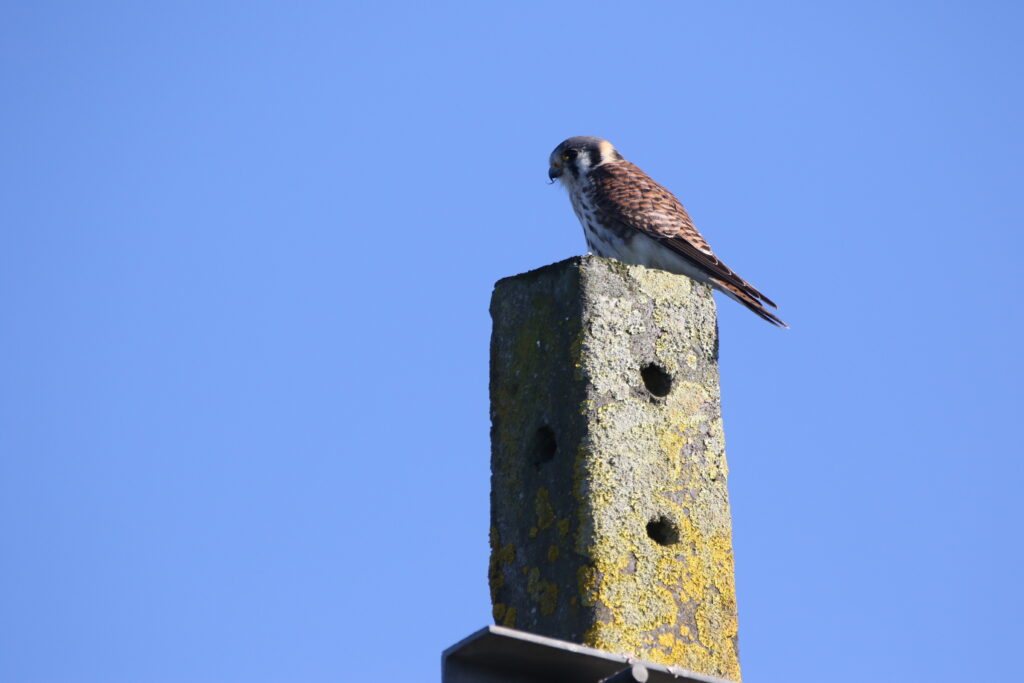 Crécerelle d'Amérique (Falco sparverius - American Kestrel