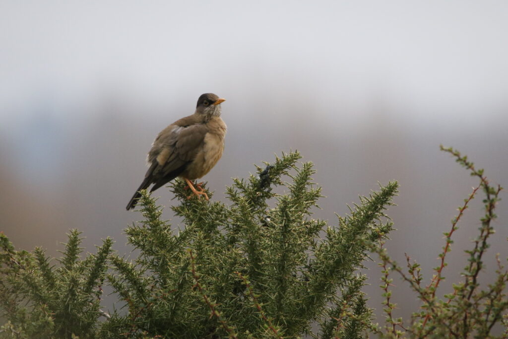 Merle austral (Turdus falcklandii - Austral Thrush)