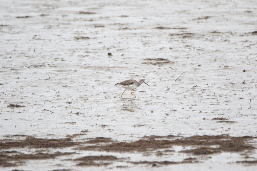 Chevalier criard (Tringa melanoleuca - Greater Yellowlegs)