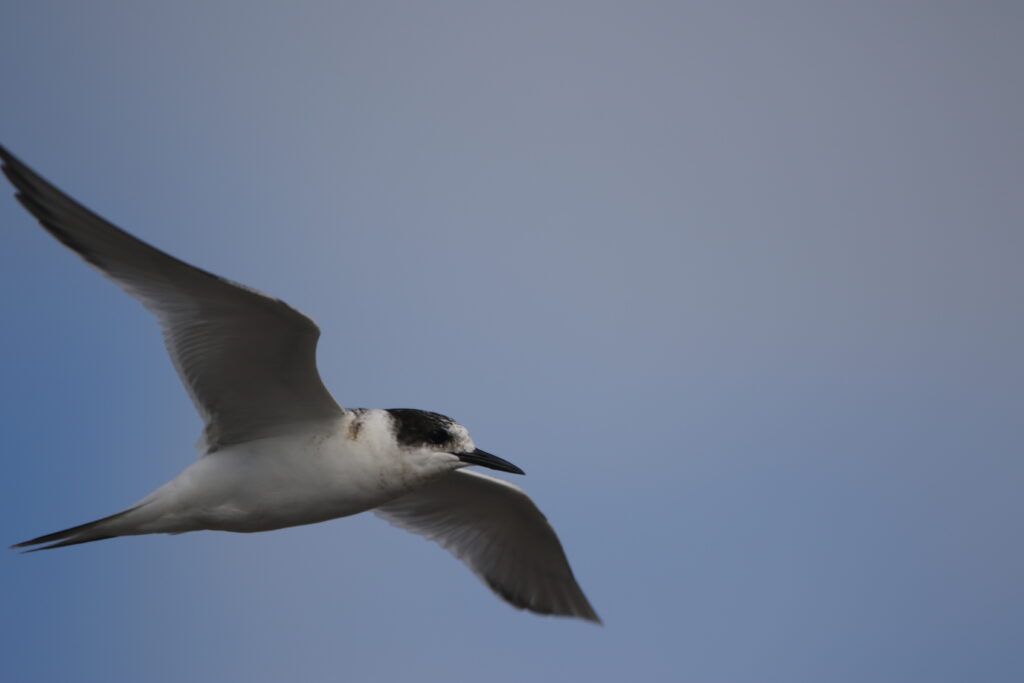 Sterne hirundinacée (Sterna hirundinacea - South American Tern)