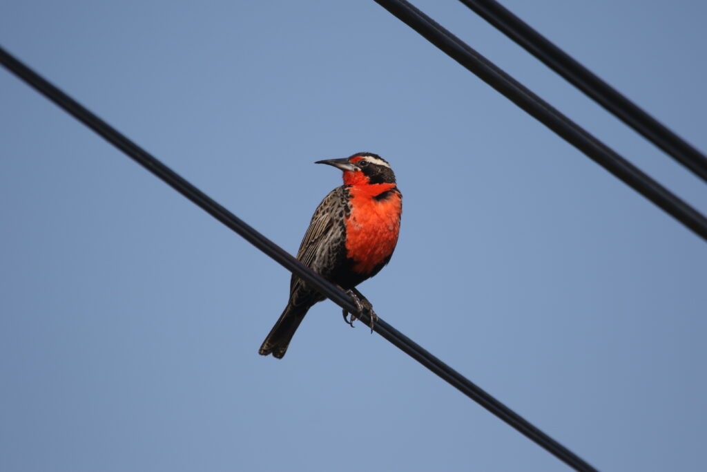 Sturnelle australe (Leistes loyca - Long-tailed Meadowlark)
