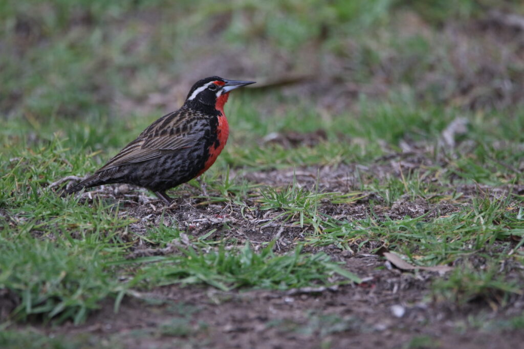 Sturnelle australe (Leistes loyca - Long-tailed Meadowlark) 2