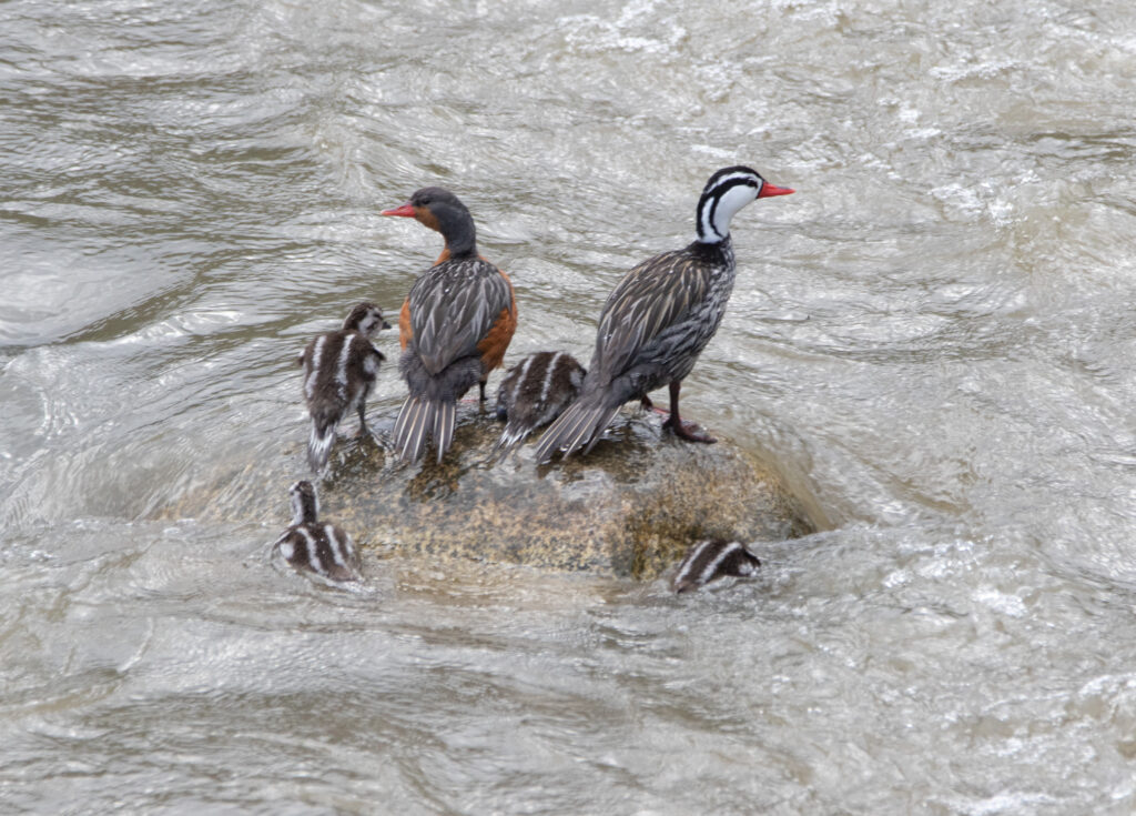 Merganette des torrents (Merganetta armata - Torrent Duck)