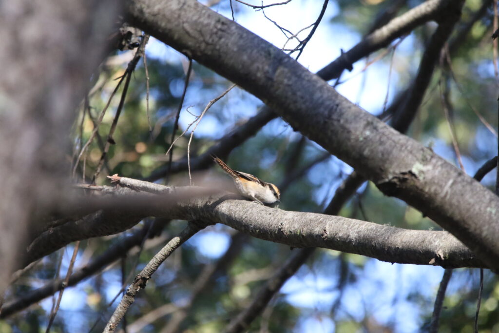 Synallaxe rayadito (Aphrastura spinicauda - Thorn-tailed Rayadito)