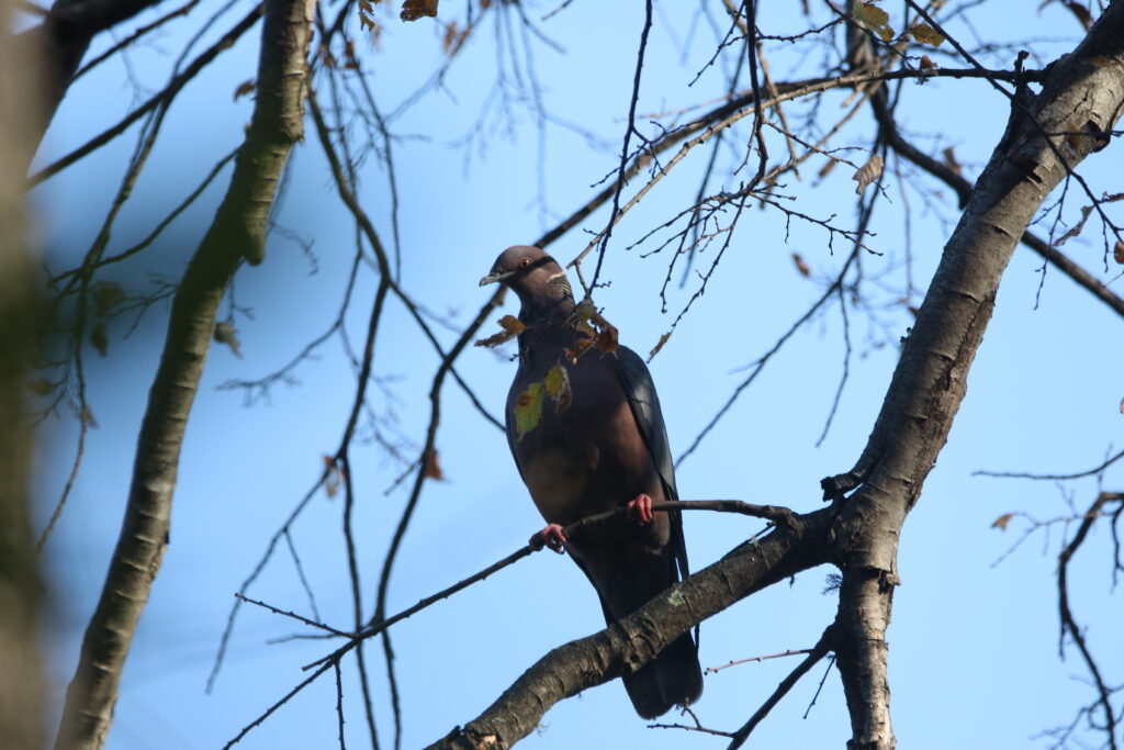 Pigeon du Chili (Patagioenas araucana - Chilean Pigeon)