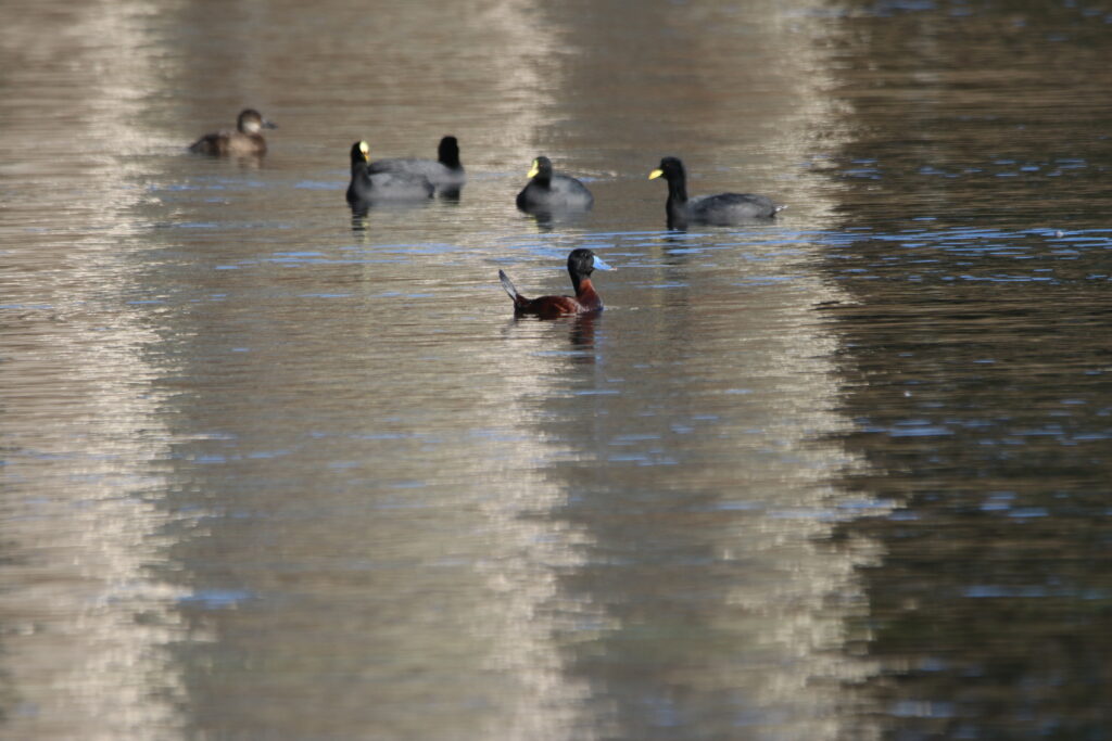 Erismature des Andes (Oxyura ferruginea - Andean Duck)