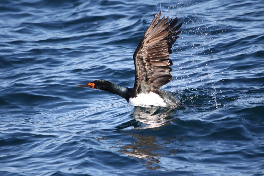 Cormoran de Magellan (Leucocarbo magellanicus - Rock Shag) 2