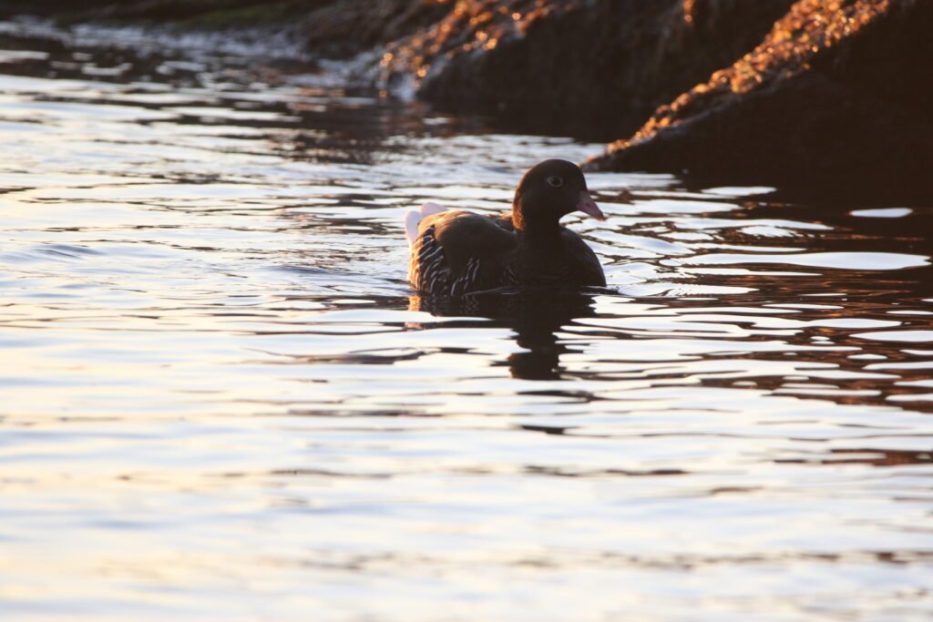 Ouette marine femelle (Chloephaga hybrida - Kelp Goose)