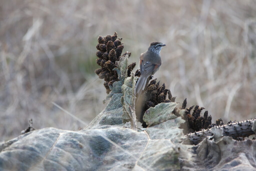 Synallaxe mésange (Leptasthenura aegithaloides - Plain-mantled Tit-Spinetail)