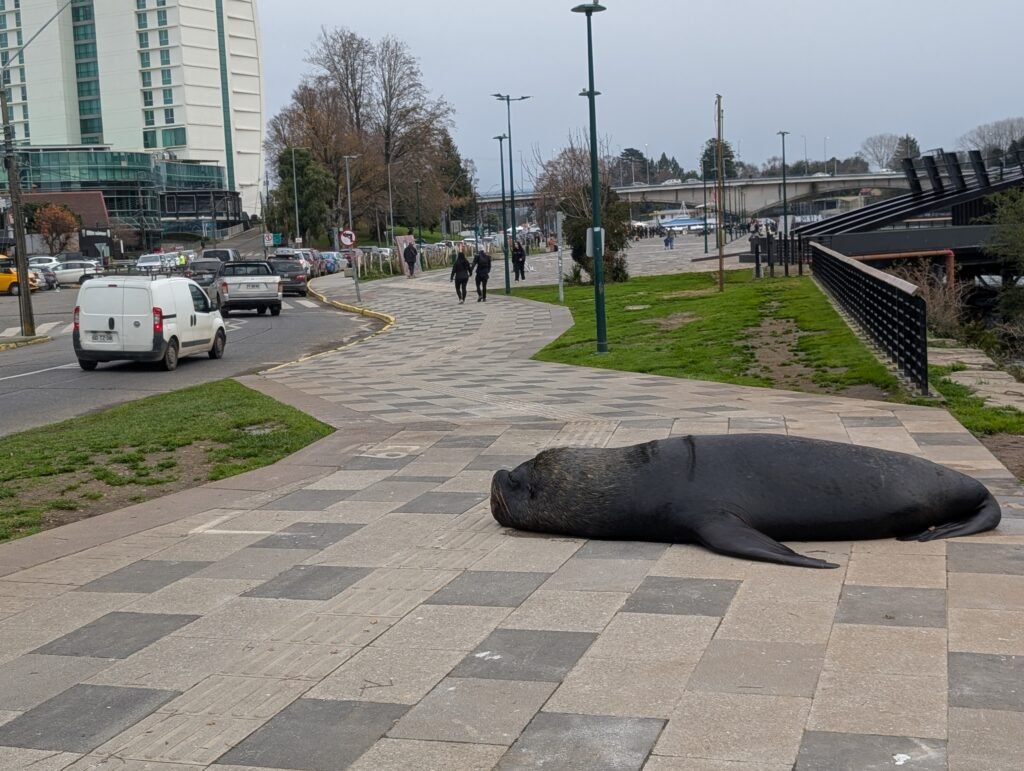 Lions de mer dans Valdivia