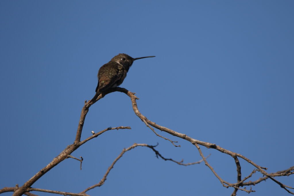 Colibri vesper (Rhodopis vesper - Oasis Hummingbird) - La Serena