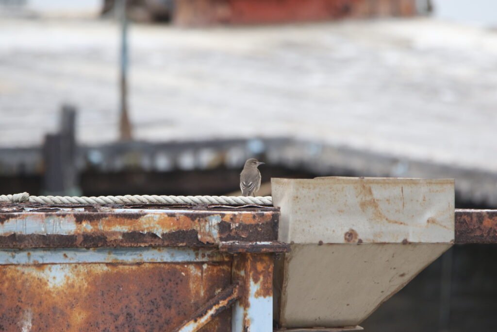 Gaucho à bec noir (Agriornis montanus - Black-billed Shrike-Tyrant)