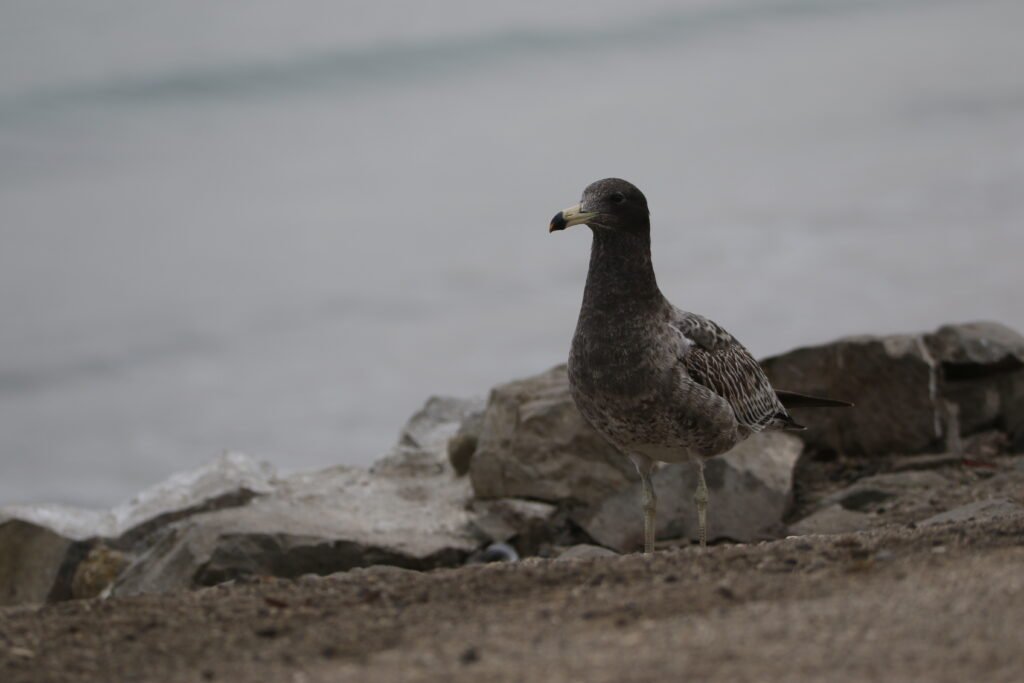 Goéland siméon (Larus belcheri - Belcher's Gull)