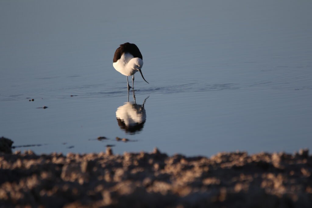 Avocette des Andes (Recurvirostra andina - Andean Avocet)