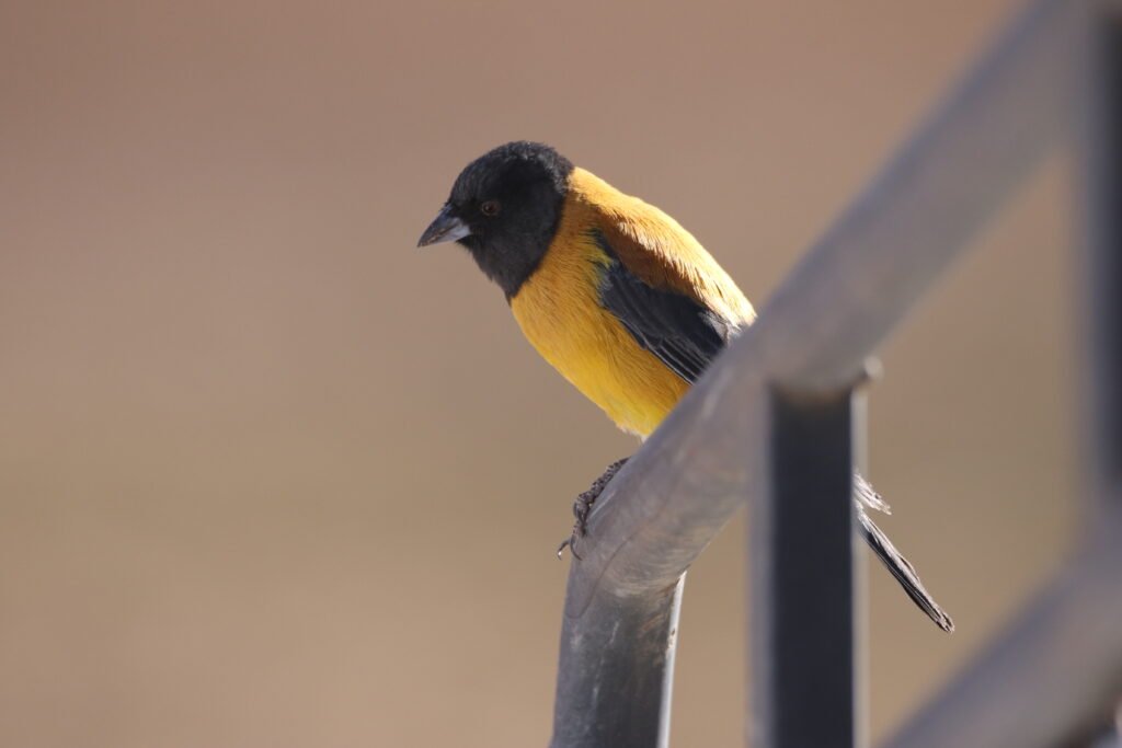 Phrygile à tête noire (Phrygilus atriceps - Black-hooded Sierra Finch)