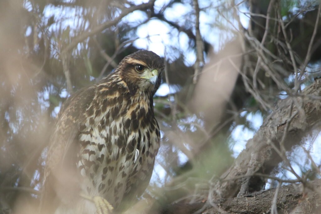 Buse de Harris (Parabuteo unicinctus - Harris's Hawk)