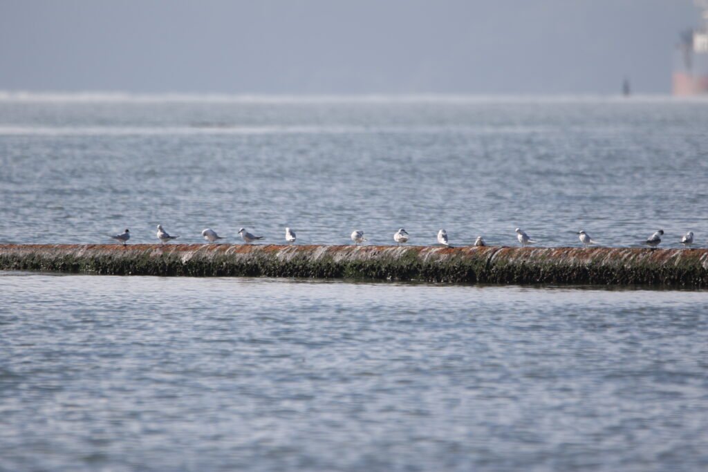 Sternes de Trudeau (Sterna trudeaui - Snowy-crowned Tern)