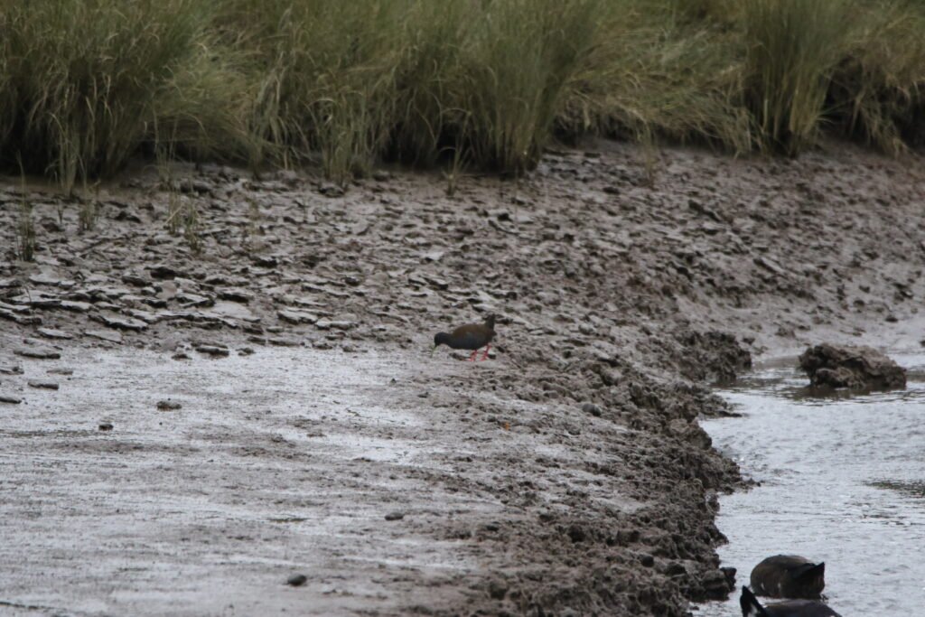Râle à bec ensanglanté (Pardirallus sanguinolentus - Plumbeous Rail)