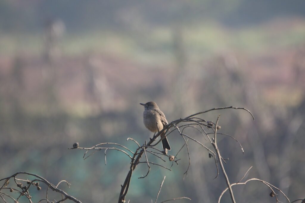 Grand gaucho (Agriornis lividus - Great Shrike-Tyrant) - Punta de Tralca