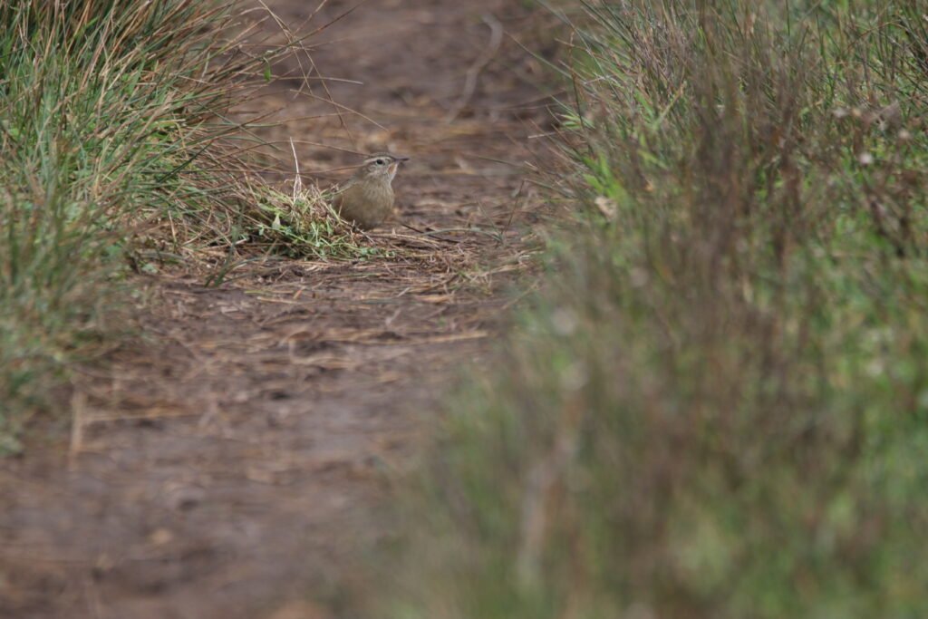 Synallaxe austral (Asthenes anthoides - Austral Canastero)
