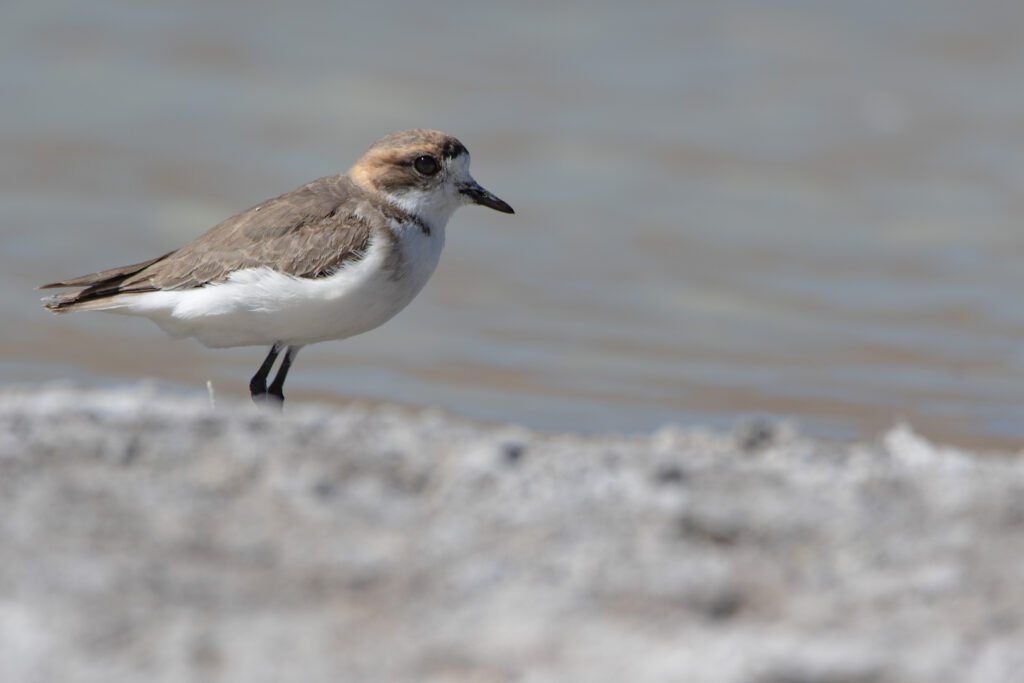 Gravelot de la Puna (Charadrius alticola - Puna Plover) - Bolivie