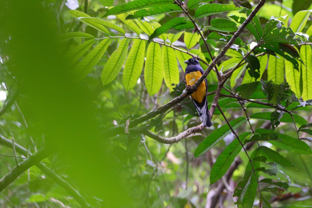 Trogon jungle