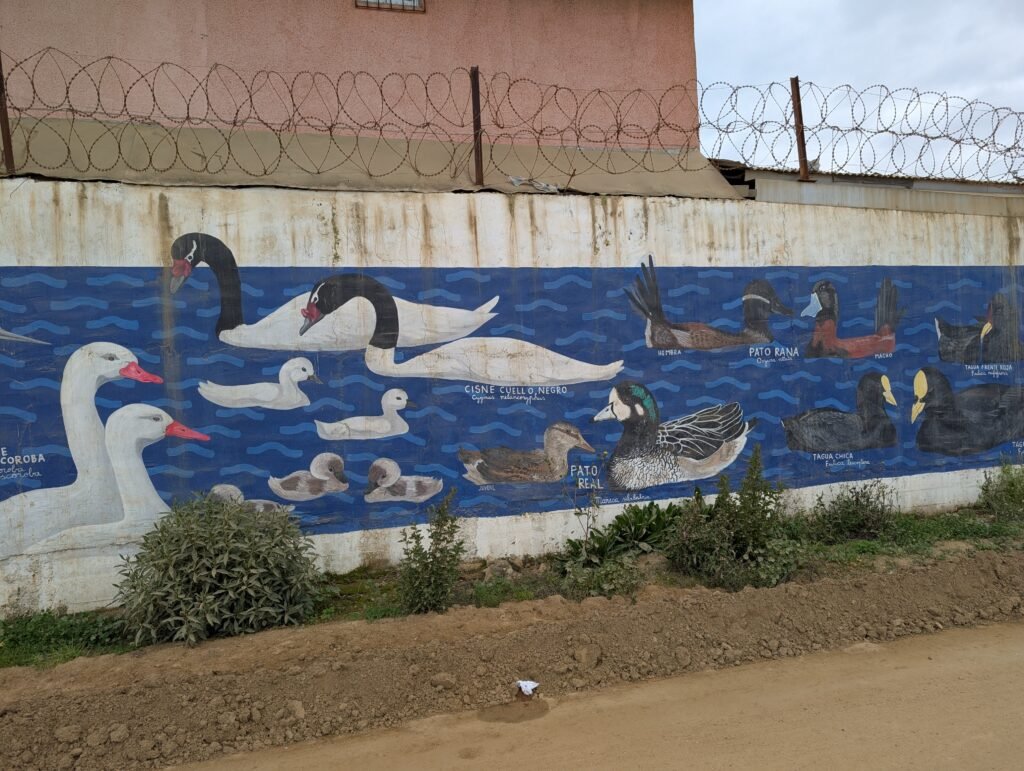 Street-Art Oiseaux Cartagena 2