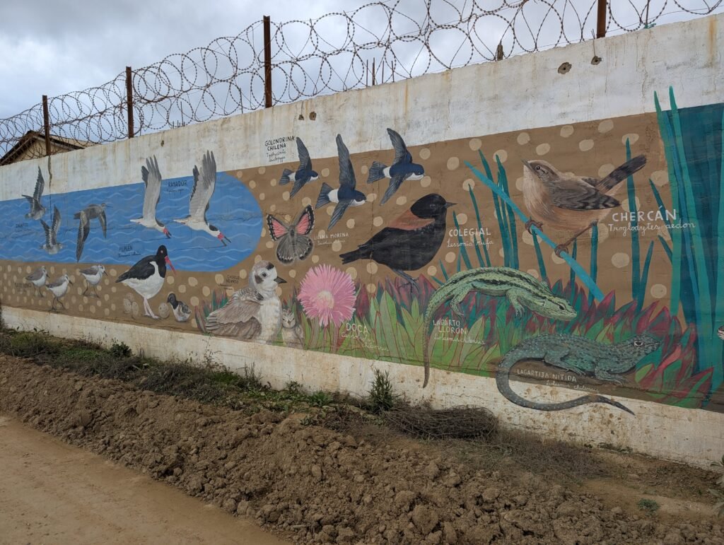 Street-Art Oiseaux Cartagena
